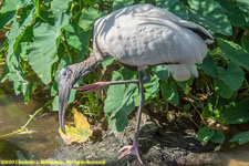 wood stork